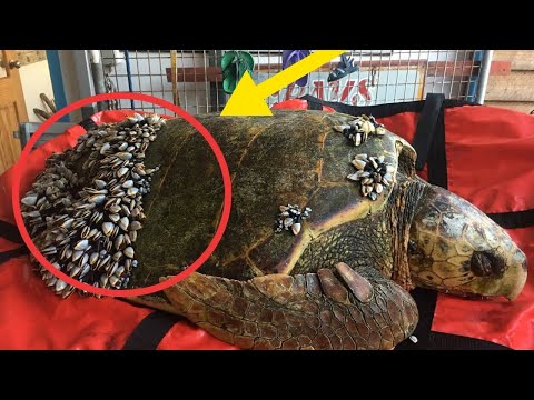 Video: Schildpad Heeft Blaasstenen Succesvol Verwijderd Remove