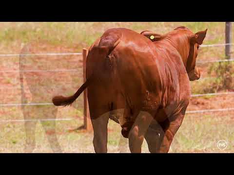 LOTE 57 - GRAMA 7150