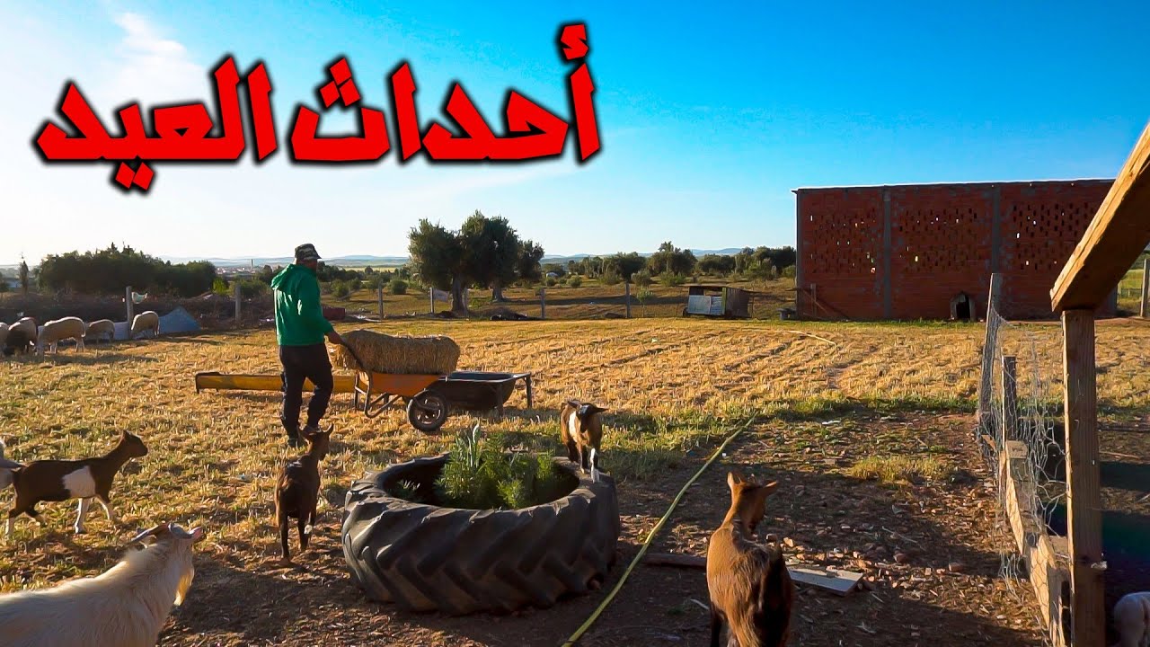 أخرجت النعاج من المزرعة😟/العمل على مشروع دجاج الموسم القادم 🐔🐓