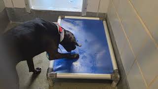 Acs A815431