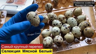 Вес инкубационного яйца перепела//Купить инкубационное яйцо Техасский мясной Белый перепел