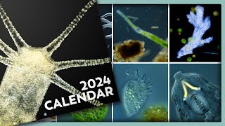 The 2024 Microcosmos Calendar
