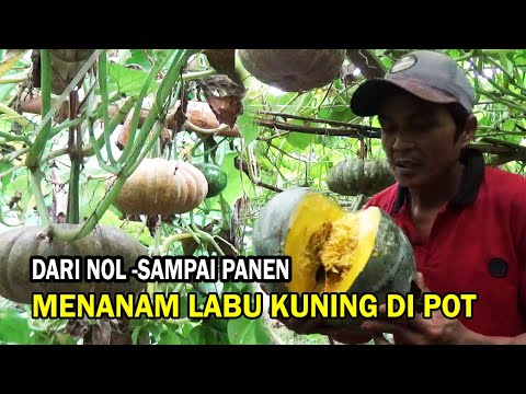 Labu Kuning