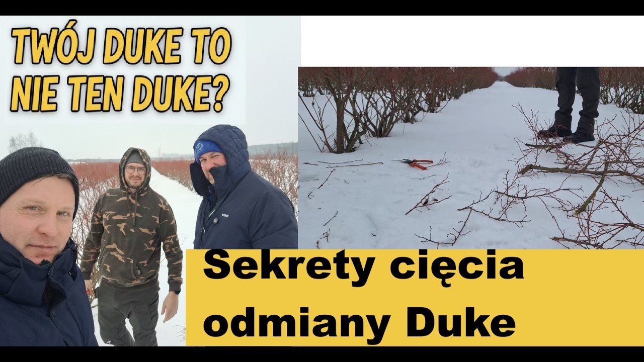 Плохо плодоносит сорт Duke? Вы совершаете эту ошибку при обрезке разных сортов — пошаговая инстру...