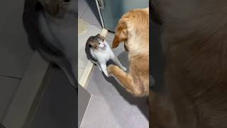 Funny Cats 😺 Episode 105 #Shorts