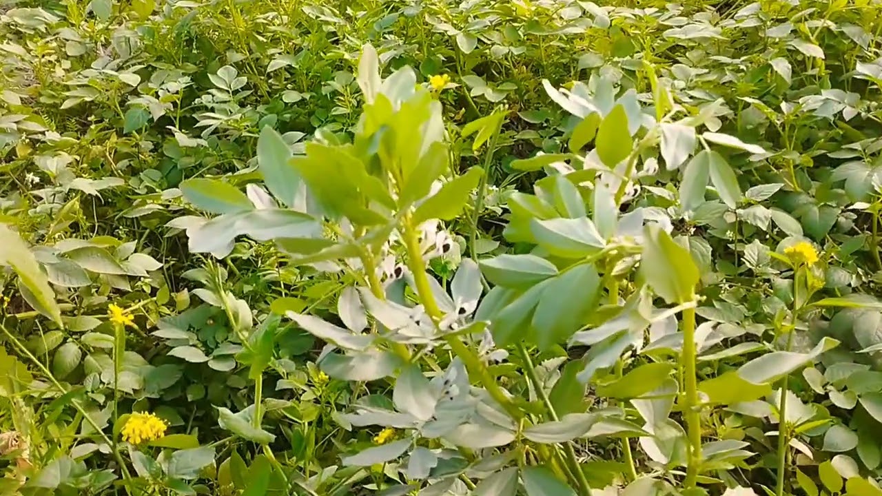  Most Beautiful Natural Flower Garden 🌸 | Amazing Colorful Flowers | Relaxing Nature Video 4K