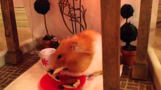 A tiny hamster eating a tiny pizza.