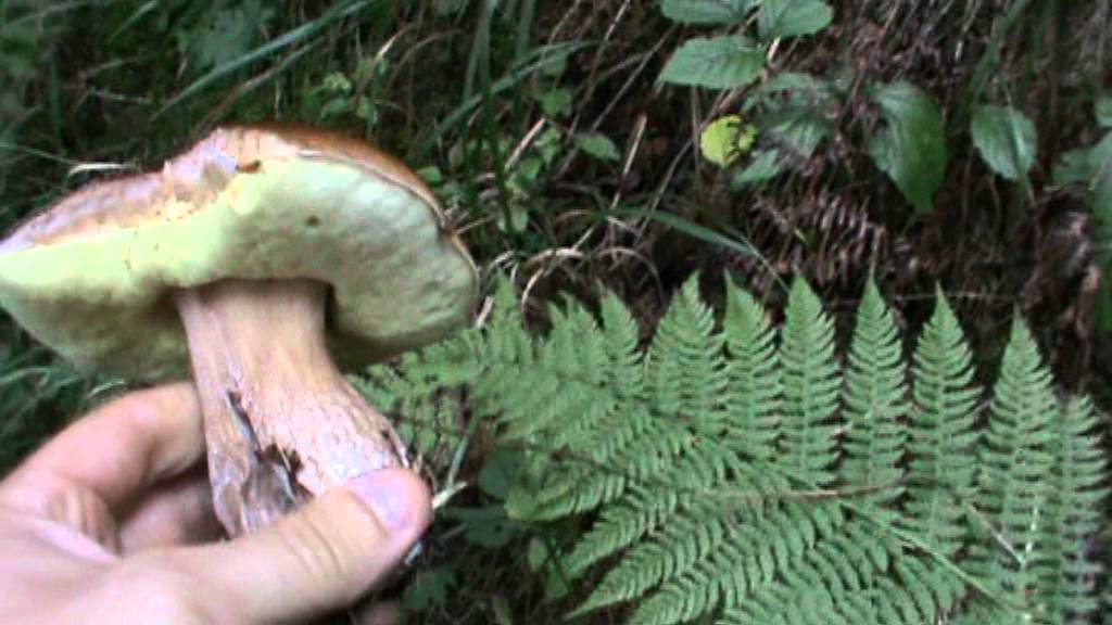 porcini trentino 2011 YouTube