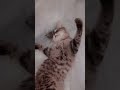 mashallah cuteeeee cat 🐈😺 #cuteanimals#catvideos#reels#viral#trandingshorts#youtuber #youtubeshorts