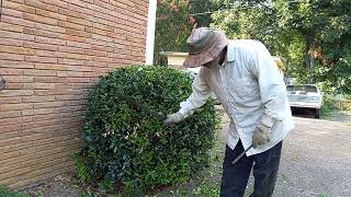 Machete Trimming Hedge Trimming Clusia Hedges With Machete