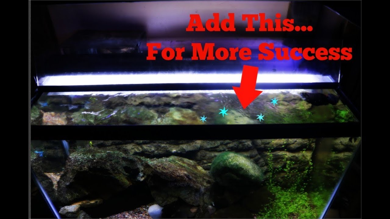 watershed Add This To Your Fish Tank For More Success