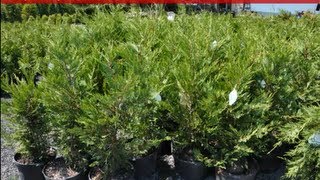 Screening and Privacy   leyland Cypresses for Reading Pa Landscapes    Craigslist add