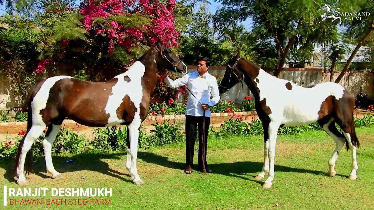 BHAWANI STUD FARM RANJIT DESHMUKH Maharashtra INDIAN HORSE