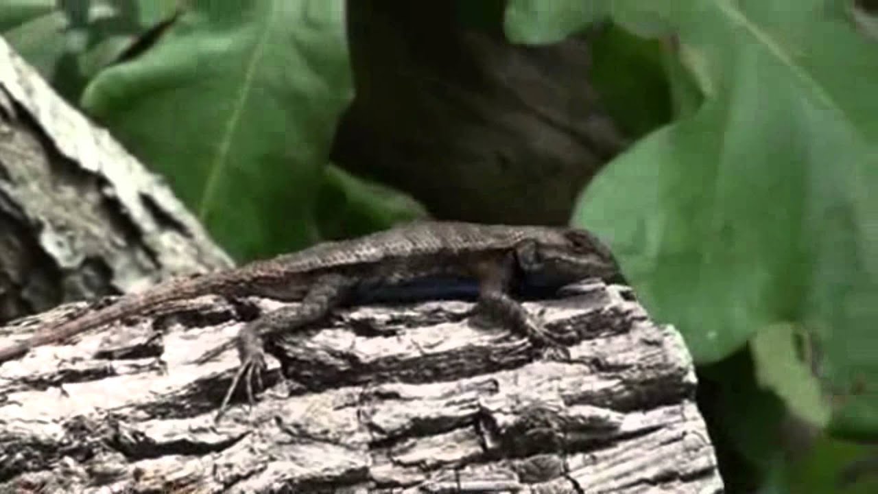 lizard pushups YouTube