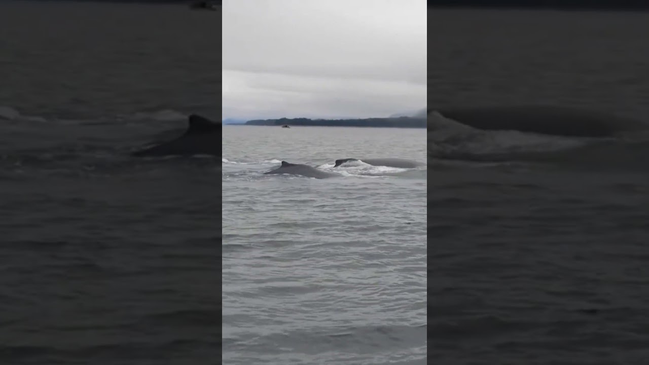 This is why you need to visit Alaska 🐋 Juneau Whale Watching