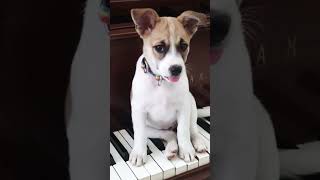 Bibip #music