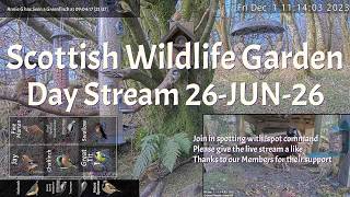 Day Stream June 26th 2026 | Bird Feeders, Wildlife Cameras Scotland UK from SWG