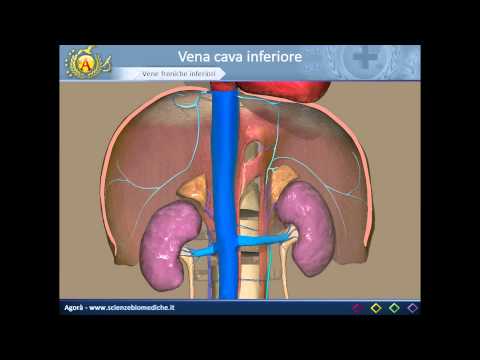 Video: Anatomia, Funzione E Diagramma Delle Arterie Freniche Inferiori - Body Maps