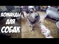 Команды на английском | Дрессировка собак хаски и маламута | Dog training for husky and malamute