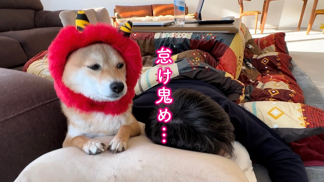 Adorable Shiba Inu calmly defeats his lazy, demonic dad - YouTube