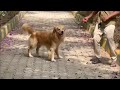 Before and After Golden Retriever Cute Puppy Born To Adult 🐕❤️ Transformation || Doglover542