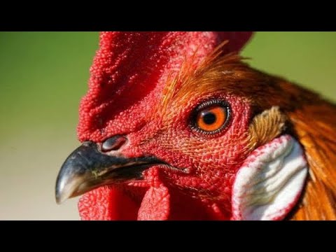 Suara Ayam Berkokok Di pagi hari