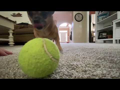 Playtime With Zoey!