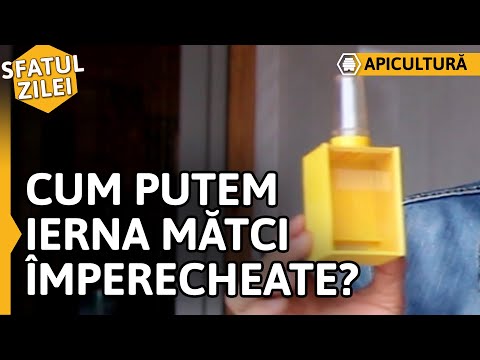 Video: Cum Iernează șoarecii