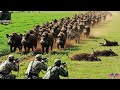 Unbelievable! Wild Boars Raid Peanut Farm – Farmers Fight Back Fast
