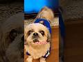 TALKING Shih Tzu Kirky EPIC Exit Dog Funnydog Shihtzu Petshub Cute Smartdog Barking