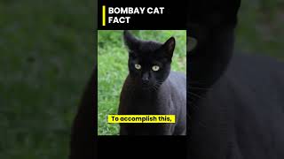 Did You Know This Awesome Fact About The Bombay Cat?