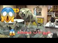 متحف الحيوانات المحنطه في حديقه الحيوان 