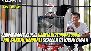 benarkah CICAK bisa untuk MURAI BATU yang macet BUNYI ???