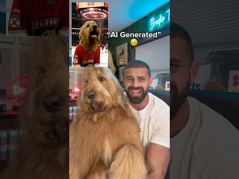 My apology video… #goldendoodle #mlb #notai