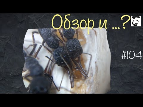 Обзор муравьев и как поживают мои? // Harpegnathos venator // #104