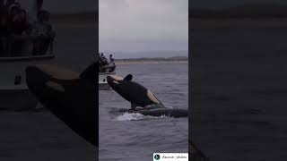 WHALES GIVEN A SHOW / full credit to discover_whales for vid