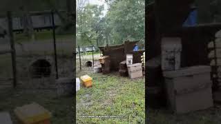 Millions of bees escape after truck crash in Southeast Texas