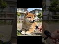 #柴犬 #犬 #いぬすたぐらむ #犬のいる暮らし #犬好きさんと繋がりたい