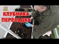 Клубника на дачном участке. Сорт Елизавета 2. Осенняя пересадка. DIY &amp; DACHA Серия 220