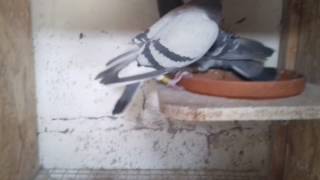 Para nr 5 Karel Meulemans tel 692 508 722