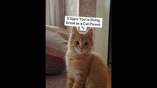 5 Signs You’re Doing Great as a Cat Parent 🐾🧡🐱#catmom #allergies #catlovers #pacagen #ad #cat