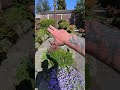 Garden maintenance in Chorley with Paul Doherty 🌺🌻🌞🤗Full videos on my profile thank you for viewing