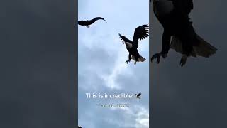 Bald Eagle Behavior!🦅#eagle #baldeagle #avian #wildlife