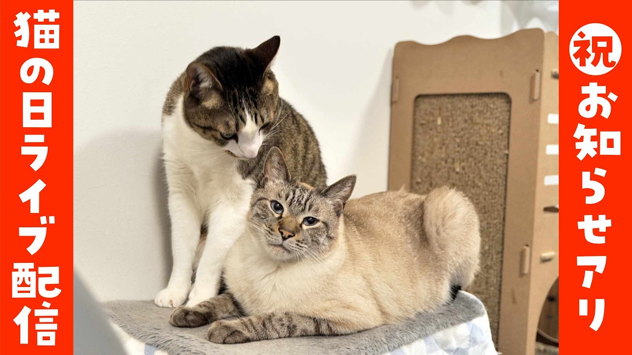 【お知らせアリ】猫の日ライブ配信やっちゃうよ😺