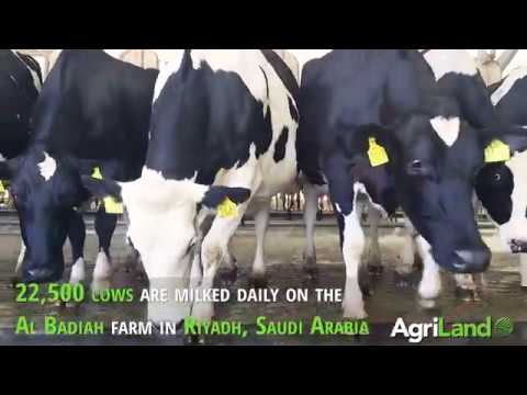 Al Badiah Dairy Farm in Saudi Arabia (one of six Almarai farms)