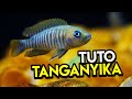 Tuto aquarium tanganyika pour dbutants  neolamprologus multifasciatus
