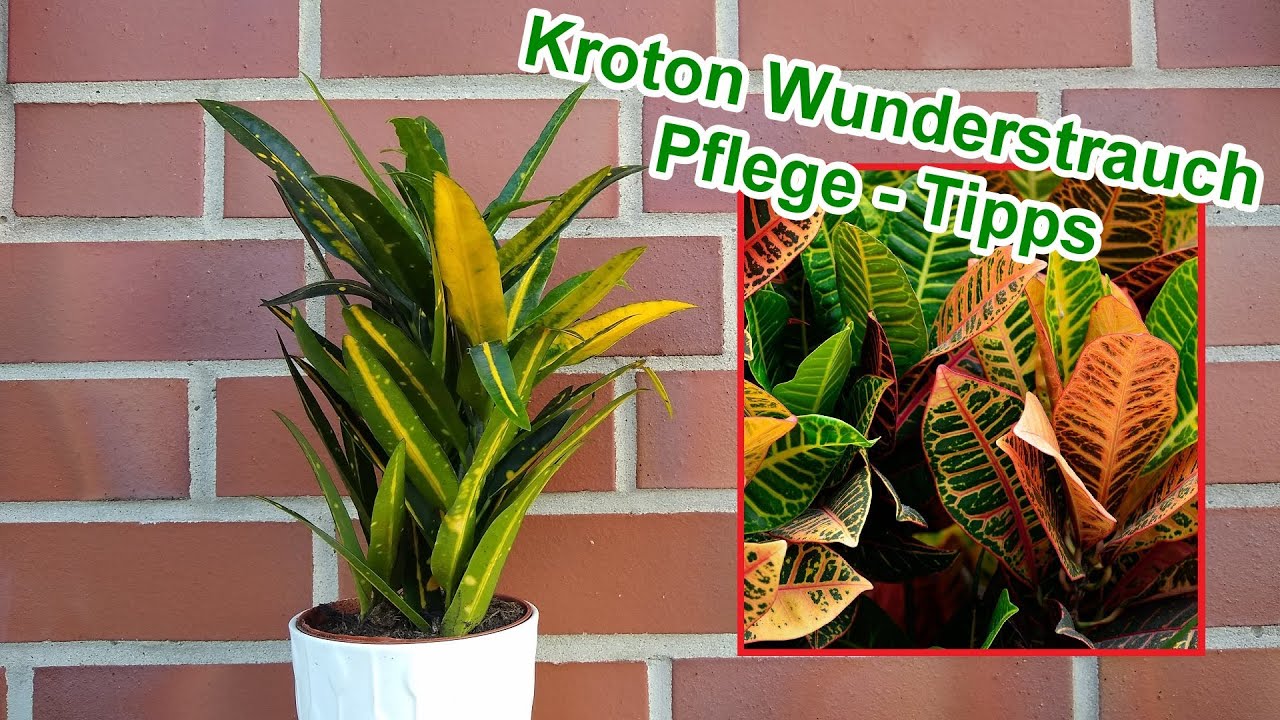 Wunderstrauch Kroton pflege Kroton richtig pflegen, gießen, düngen