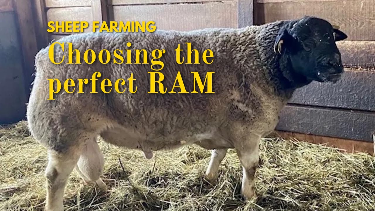 How to Select a Male RAM | AFRICA FARMING (SHEEP FARMING ep 11) - YouTube