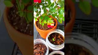 My Rose Has Lice (Aphids) #roses  #lice #aphids