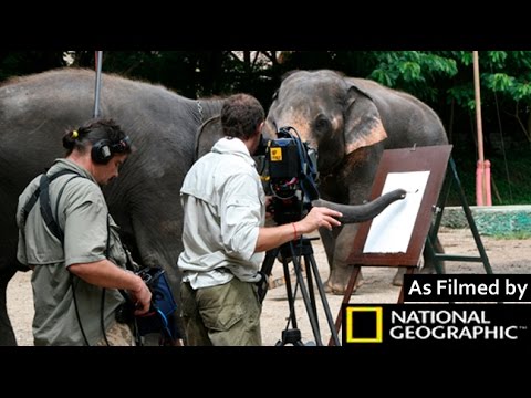 Video: Creative Elephant Paints Works of Art for Charity